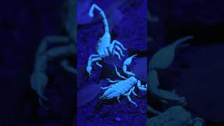 Glowing Scorpions insects arachnids shorts [upl. by Ayote]