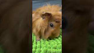 Guinea pigs making happy squeaking sounds cuteanimals guineapig cute guineapigs pets [upl. by Adnema]