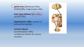 classification of reflexes according to site of receptor integrating center number of synapses [upl. by Sanferd]