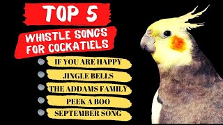 Top 5 Cockatiel Whistle Training Songs Parrot Training and Singing [upl. by Antipas]