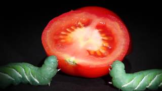 Tobacco Hornworms Eat a Ripe Tomato at The Caterpillar lab [upl. by Ofori]