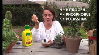 The right way to fertilize your succulents or not [upl. by Canute]