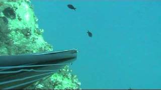 pesca sub sardegna ottobre 2010mpg [upl. by Pickens42]