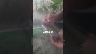 Catching fish in fishpond shortvideo shortsviral fishing fishpond lambat [upl. by Ennovahc]