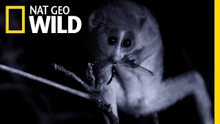 A Loris in the Night  Wild Sri Lanka [upl. by Notlad337]