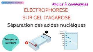 ELECTROPHORESE SUR GEL DAGAROSE  Séparation et analyse des acides nucléiques  Biochimie Facile [upl. by Engracia]