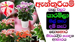 Anthurium fertilizer ඇන්තුරියම් පොහොර Anthurium pohora Anthurium wagawa sinhala [upl. by Xymenes858]