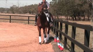 SACROILIAC PROBLEMS IN HORSES [upl. by Corrina]