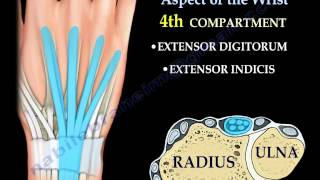 Anatomy Of The Dorsal Aspect Of The Wrist  Everything You Need To Know  Dr Nabil Ebraheim [upl. by Anelehs]