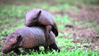 Armadillos mating  Projeto Onçafari [upl. by Chien]