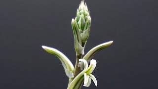 Haworthia Bloom Update [upl. by Nahtiek]