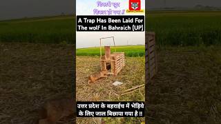 Trap For Wolfउत्तर प्रदेश के बहराईच में भेड़िये के लिए जाल बिछाया गया😱🐺 bahraich up wolf shorts [upl. by Elissa]