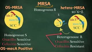 MRSA Phenotypes Simplified for post graduates [upl. by Lalise]