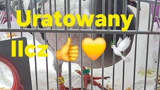 Gołąb Pocztowy UratowanyIIcz💛gołębie pigeon taube ewak7702 [upl. by Lumbye642]