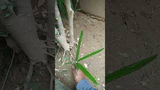 How to propagate lady palm or Rhapis 🌴 [upl. by Anjanette]