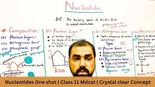 Structure of Nucleotides  Nucleic acid  class 11  mdcat  in urdu hindi medium [upl. by Haldane]