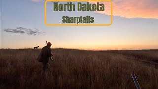 North Dakota 24 Sharptails GREAT DOG WORK [upl. by Lovmilla]