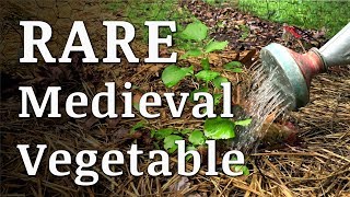 Rare MEDIEVAL VEGETABLE Eaten by Henry VIII [upl. by Delogu]