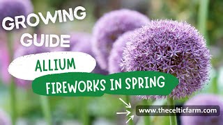 How to Grow Stunning Alliums Expert Tips for Gorgeous Blooms amp Big Harvests [upl. by Lodmilla]