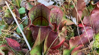 Pitcher Plants [upl. by Llemaj51]