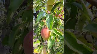 Ambri apple kashmir 🍎🍏 saga orchid 😋🍎ambri youtube shortdsvideo [upl. by Isiad]