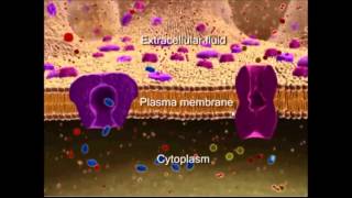 La membrane plasmique [upl. by Colman550]