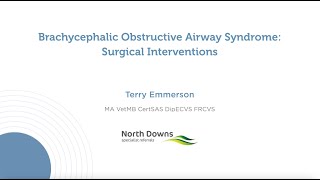 Brachycephalic Obstructive Airway Syndrome Surgical Interventions [upl. by Elreath]