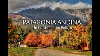 Patagonia Andina  Un Ecosistema en peligro [upl. by Atinas10]