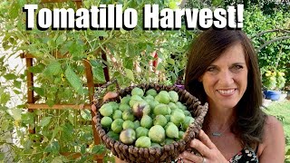 Tomatillo Harvest Day How amp When to Harvest Storage Tips Share your Salsa Verde Recipe [upl. by Amis]