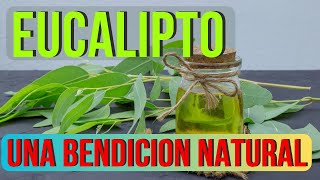 Beneficios del eucalipto  Como obtener sus beneficios y cuales son sus contraindicaciones [upl. by Paehpos]