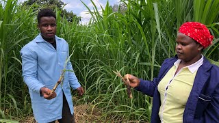 How to plant the super napier pakchong grass and the expected end results [upl. by Leo]