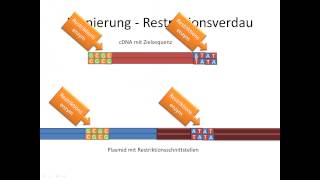 Chrashkurs Genetik  Prozesse 9  Klonierung [upl. by Foah]