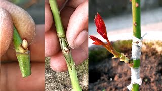 Rose Bud Grafting  Grafting Of Rose Plant With Full Update  How To Graft On Roses [upl. by Snashall]