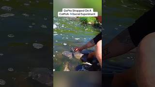 GoPro STRAPPED On A CATFISH pigpatroltv [upl. by Scotti]