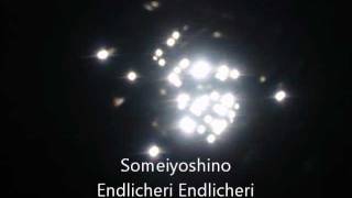 ソメイヨシノSomeiyoshino ENDLICHERI ENDLICHERITsuyoshi Domoto cover [upl. by Norene]