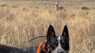 LEX’s first year decoying coyotes rackandrunnincustoms workingdog neverquit video photography [upl. by Ebonee]