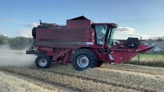 Case IH 2388 Axial Flow Combine Harvester  Spring Barley 2021 [upl. by Olathe]