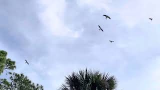 Swallow Tailed Kite Bird Call Florida Split Tail [upl. by Eixirt]