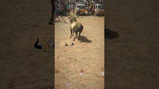 jallikattu manjuvirattu 2024 tamil culture love shorts trending [upl. by Dawna]