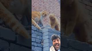 rok camera action 🤣🤣comedymovies comedy ajaypop funny cat funnycats fun ajaypoper [upl. by Ettenajna]