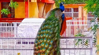 मोर का डांस peacock 🦚 dance 💃 roof birds the india pefowlpeacock sound and peacock flying peahen [upl. by Nnylyaj817]