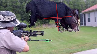 Suburban hog hunting with a crossbow  Pig Control [upl. by Saville]