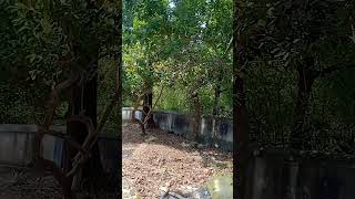 Ektu Lojja Chokhe nature song short [upl. by Aidyl]