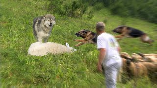 10 Greatest Livestock Guard Dog Breeds [upl. by Norvol]