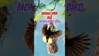 Keunikan Burung Montezuma Oropendolamontezumabirdbirds shorts [upl. by Prinz]