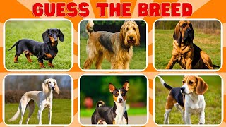 Hound Dog Breed Quiz How Well Do You Know this dog breeds [upl. by Wilder]