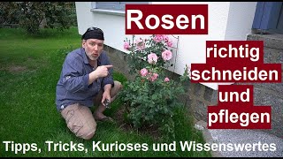 ✅Verblühte Rosen schneiden und pflegen  Tipps amp Tricks  Rosenschnitt nach der Blüte Rückschnitt [upl. by Eiramlirpa]