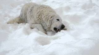 Attila in the snow [upl. by Chelsie]