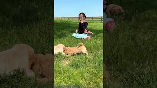 Mini Goldendoodle Puppies Playing [upl. by Oek799]