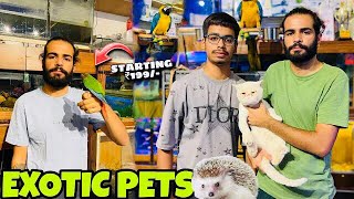 Ludhianas Hidden Gem Exotic Pet Shop Revealed [upl. by Tongue]